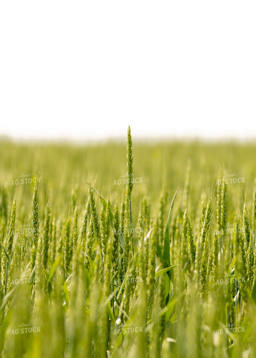 Wheat 157331