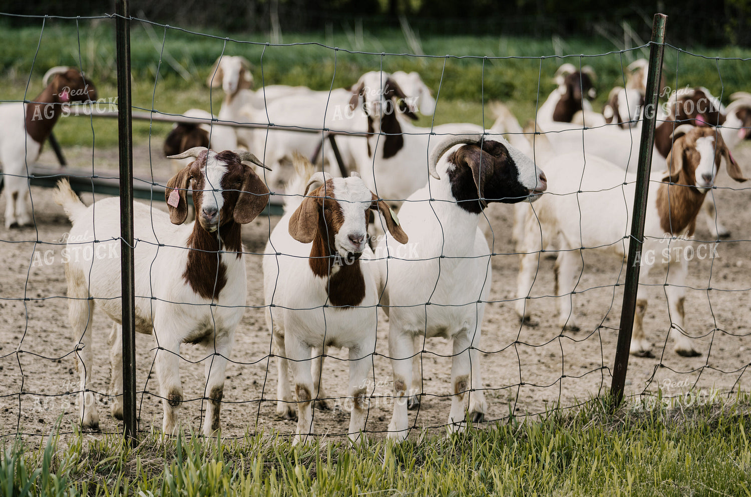 Goats 185138