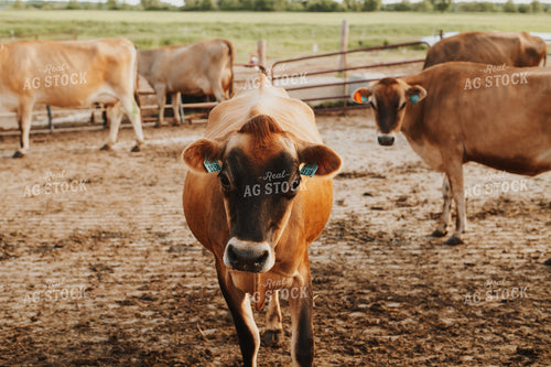 Jersey Cattle in Fence 68105