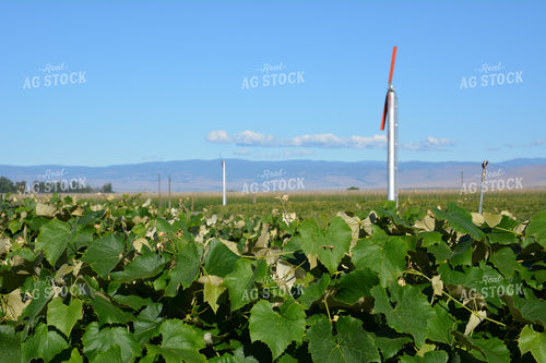 Grape Vines 198008