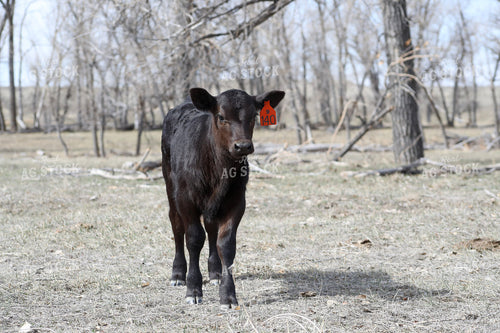Angus Calf 117193