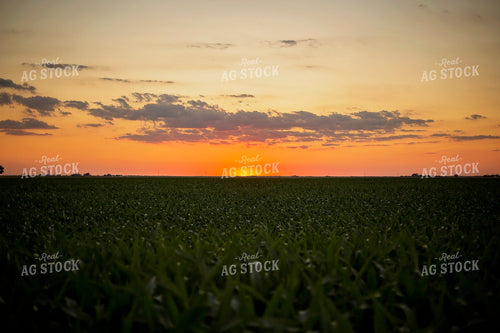 Mid-Season Corn with Sunset 93035