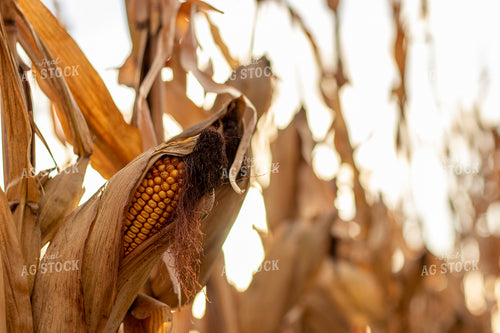 Dried Corn Field 67168