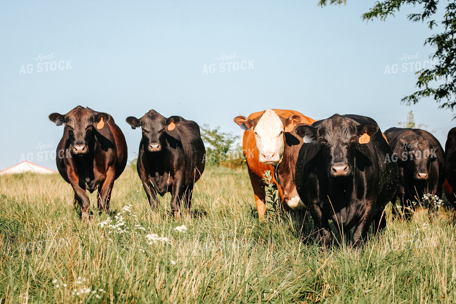 Cattle on Pasture 182030