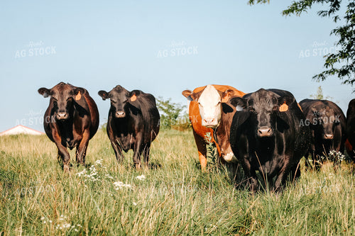 Cattle on Pasture 182030