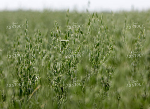 Oats 141587