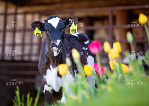 Spring Dairy Cow in Tulips 55093
