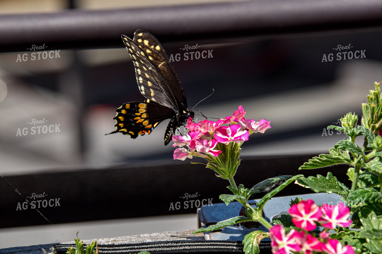 Butterfly on Flower 84067