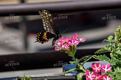 Butterfly on Flower 84067