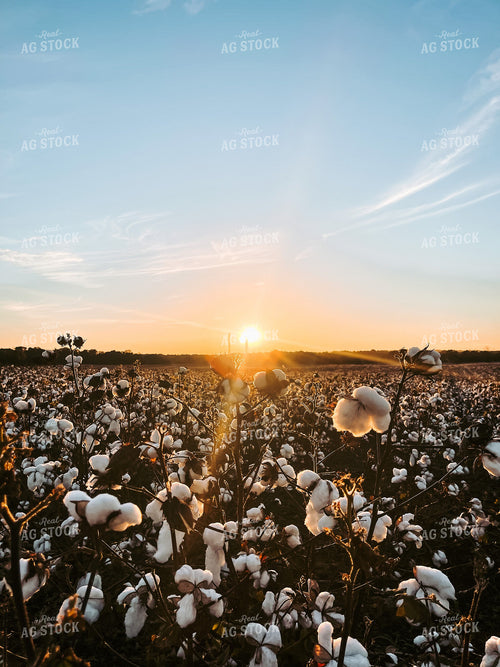 Cotton Field 128001