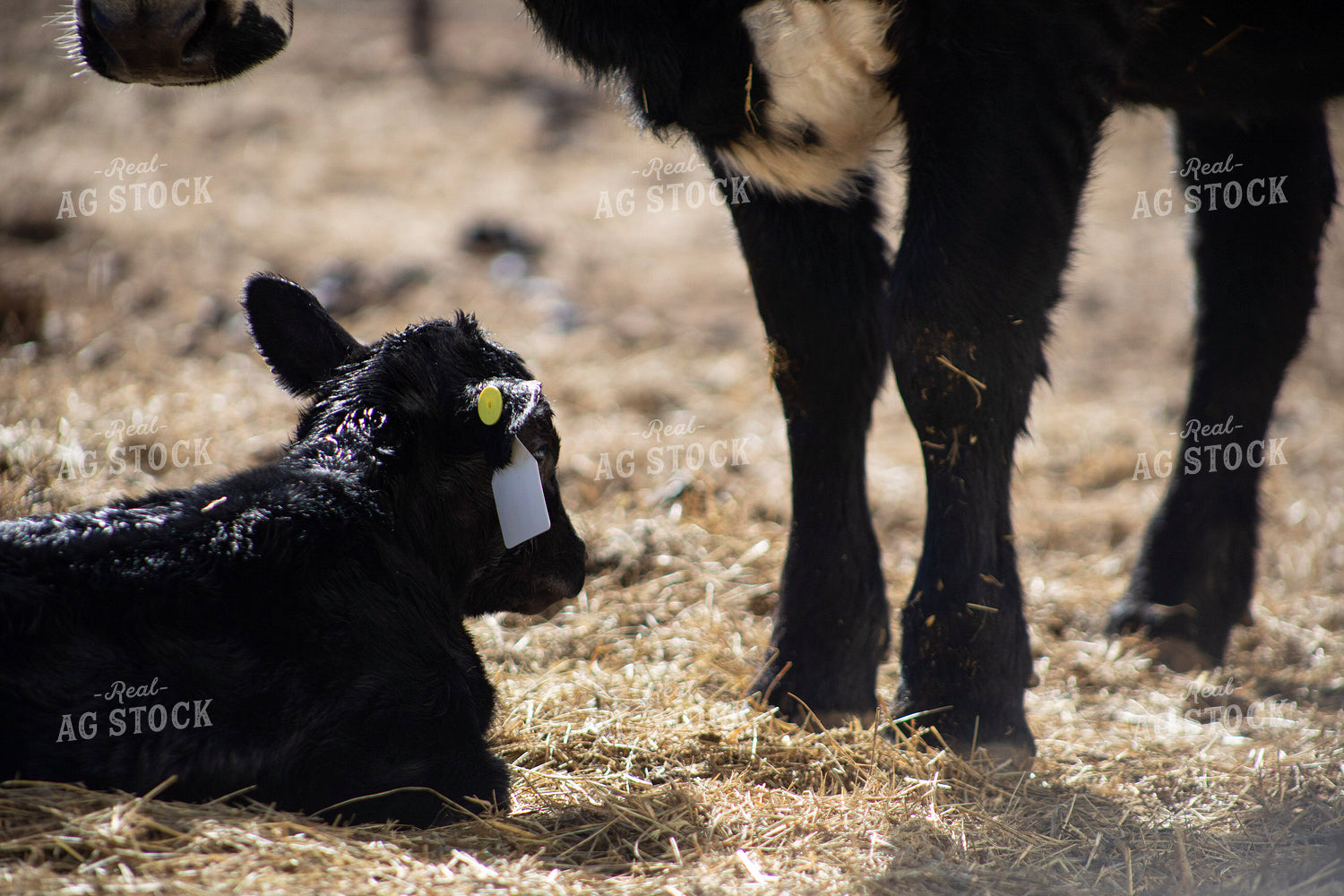 Angus Cow Calf Pair 117277