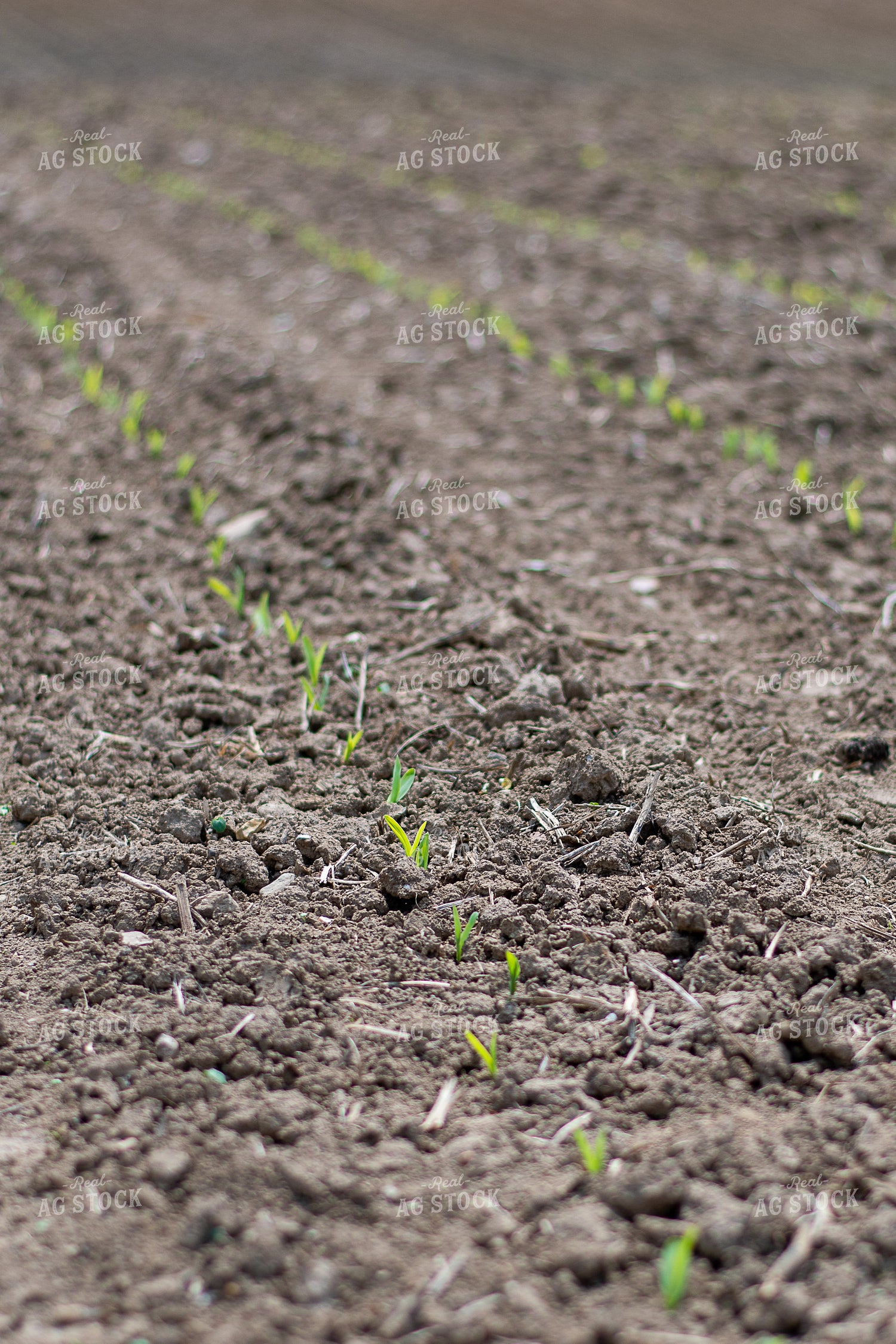 Corn Emerges from the Soil 50373
