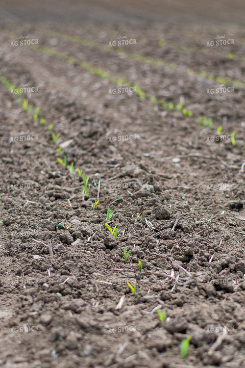 Corn Emerges from the Soil 50373