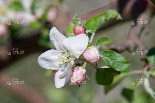 Apple Tree Blossoms 146078