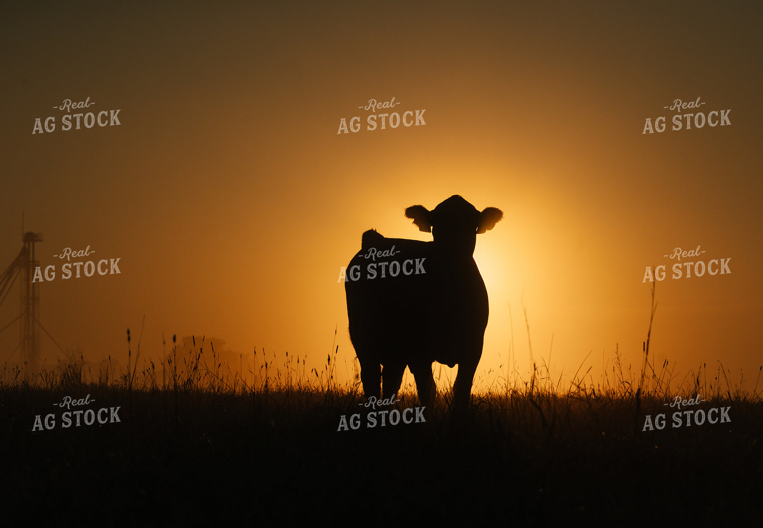 Black Angus Cattle on Pasture at Sunrise 219124