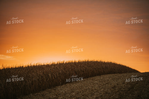 Dried Corn at Dusk 6917