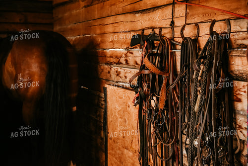 Horse in Barn with Halters 64076