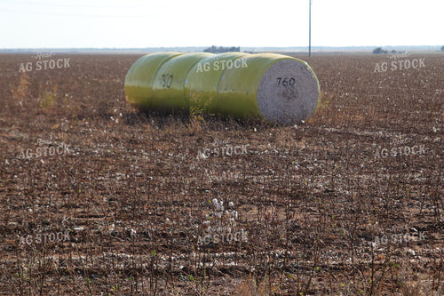 Cotton Modules in Field 102221