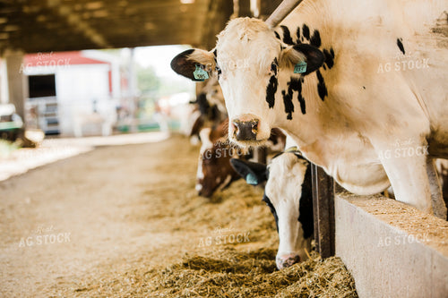 Dairy 2667