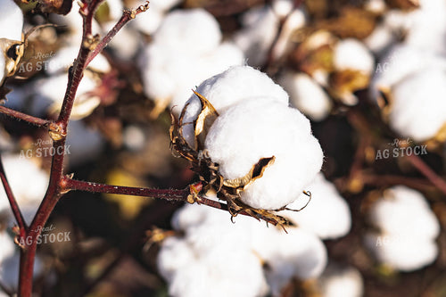 Up Close Cotton 91016