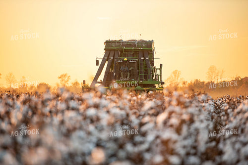 Cotton Harvest 136164