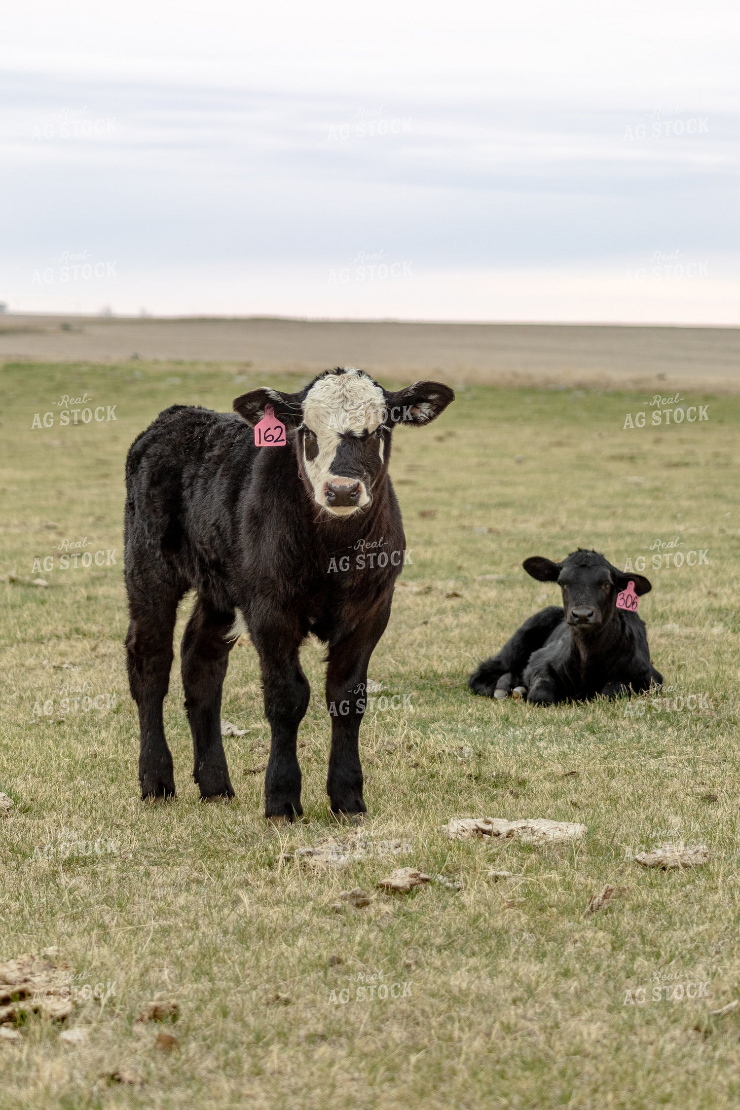 Calves on Pasture 155688