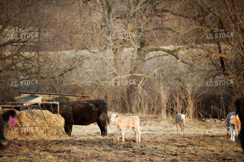 Calf - Charolais and Angus Cross 30