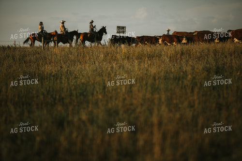 Ranchers and Cattle in Pasture 6404