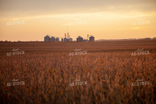 Soybeans - Dry 1594