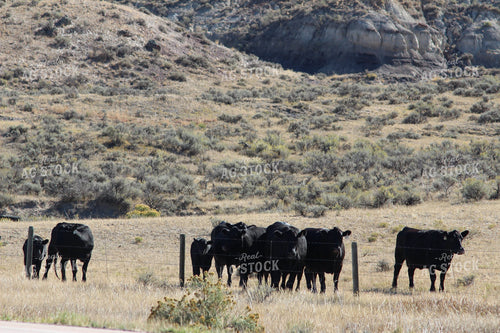 Angus Cattle in Pasture 63027