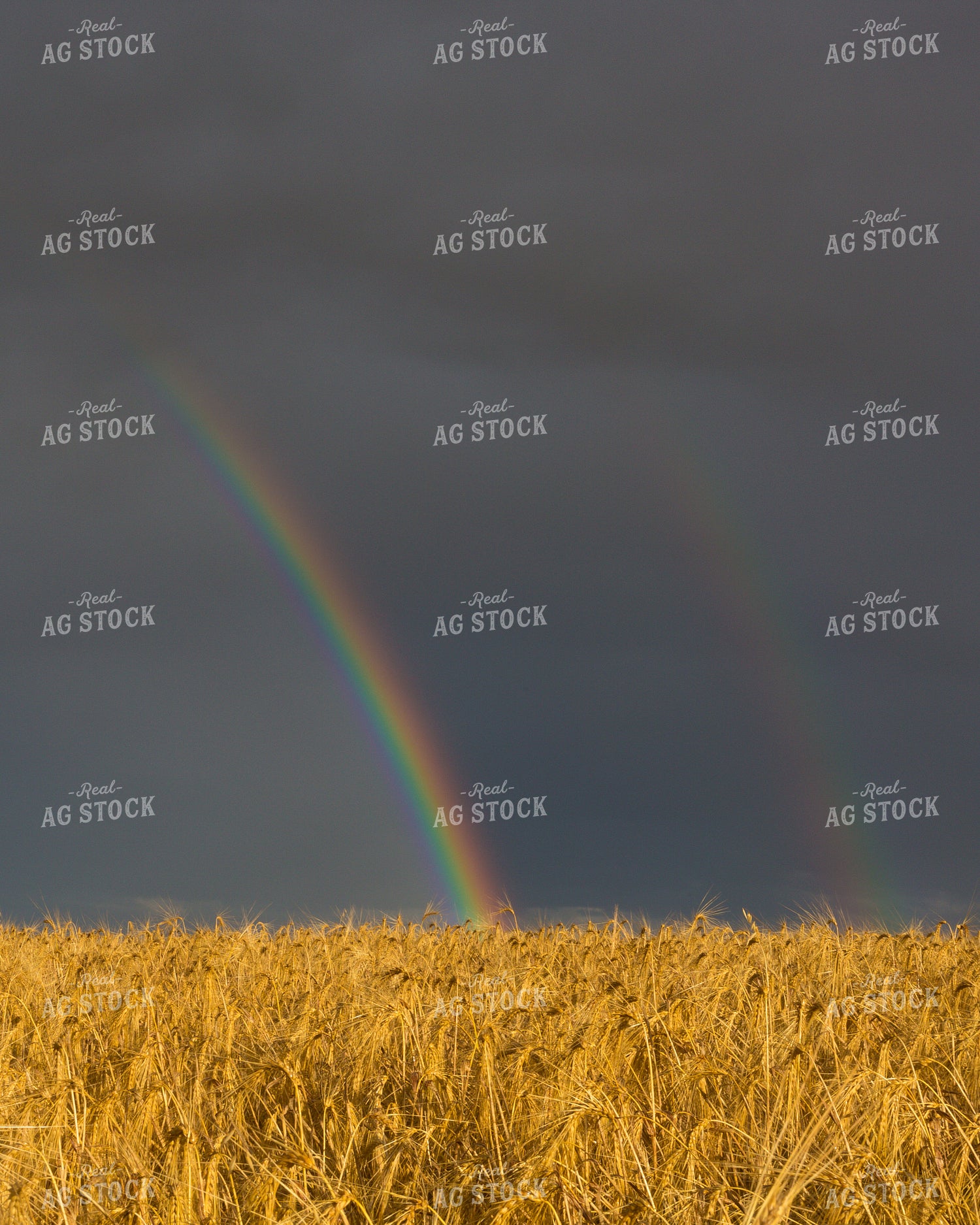 Rainbow Over a Dried Hay Field 138030