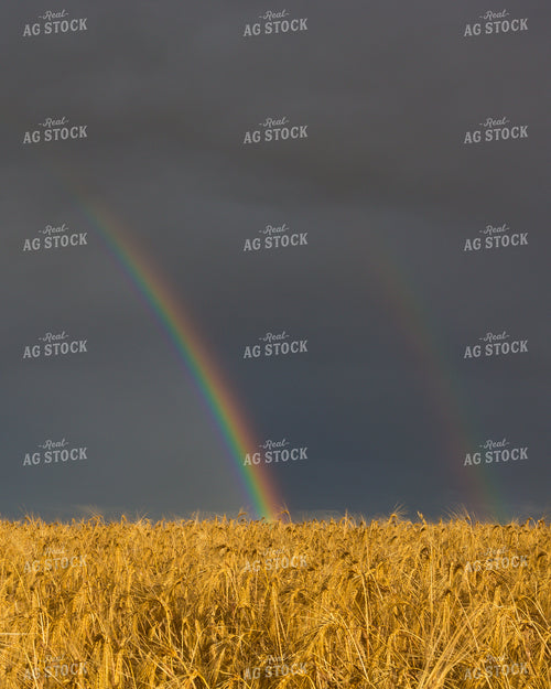 Rainbow Over a Dried Hay Field 138030