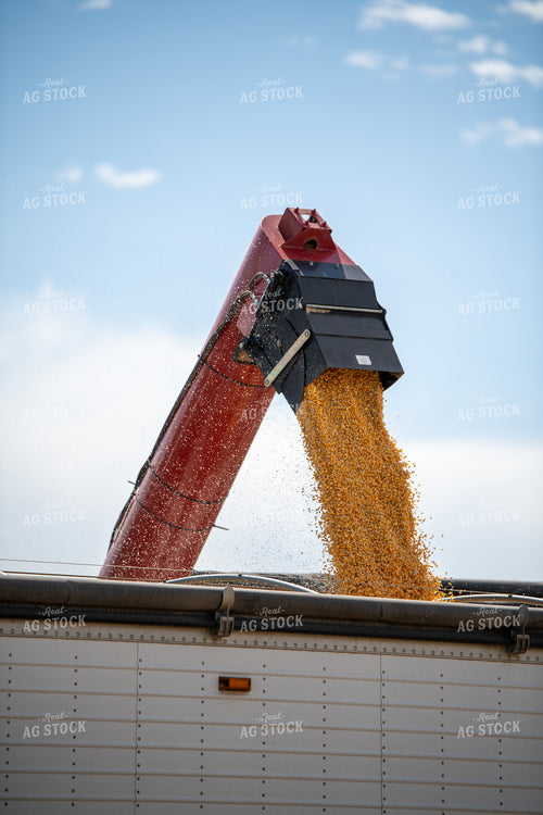 Loading Semi During Corn Harvest 193122