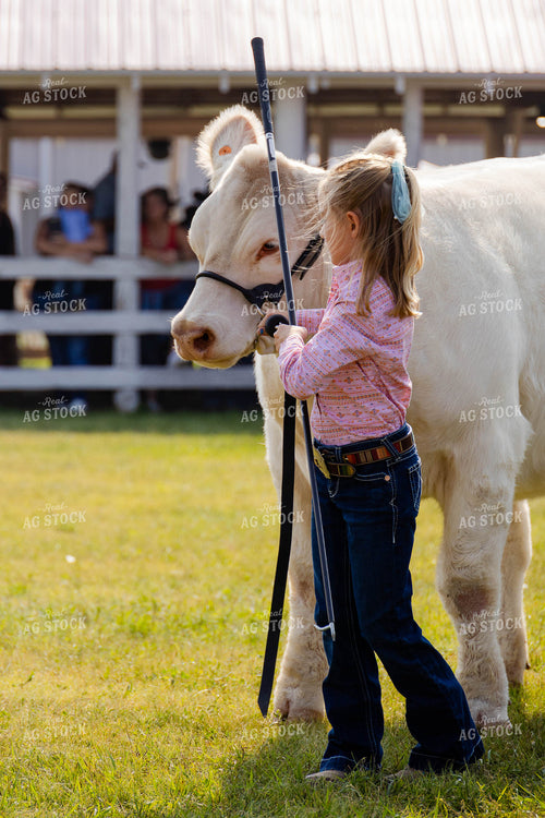 Young Girl Leading Show Cow 97187