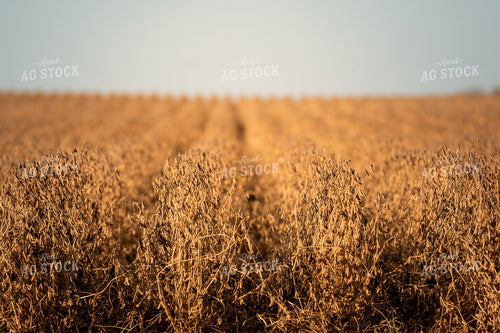 Dried Soybeans 185152