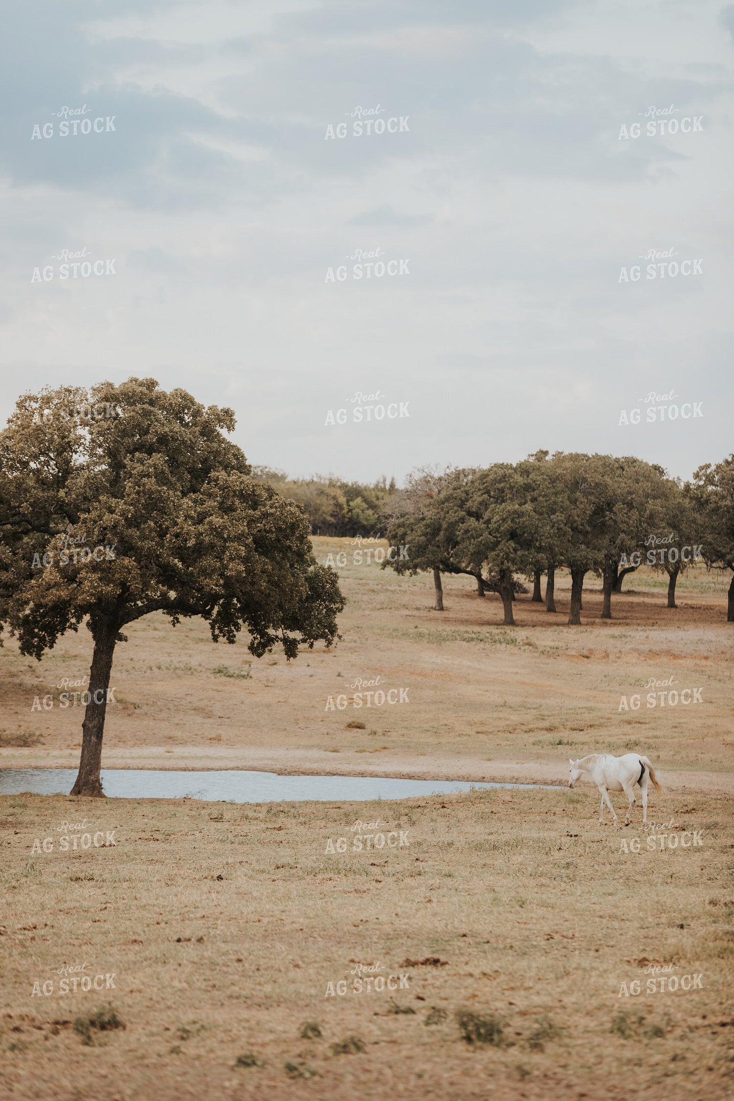 Horse 254004
