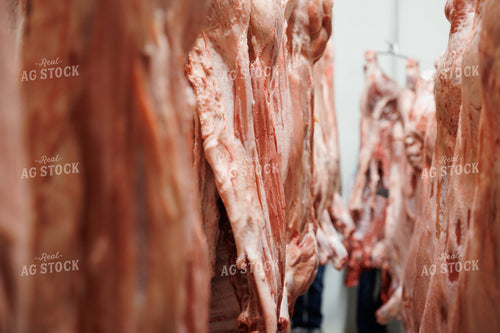 Pork Carcass 52853