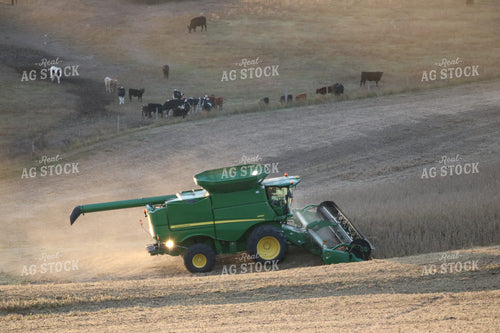 Soybean Harvest with Cows in Background 82037