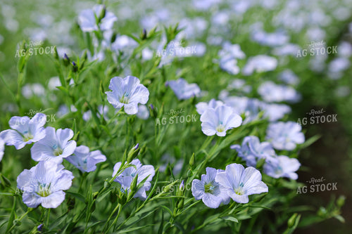 Flowering Flax 187111