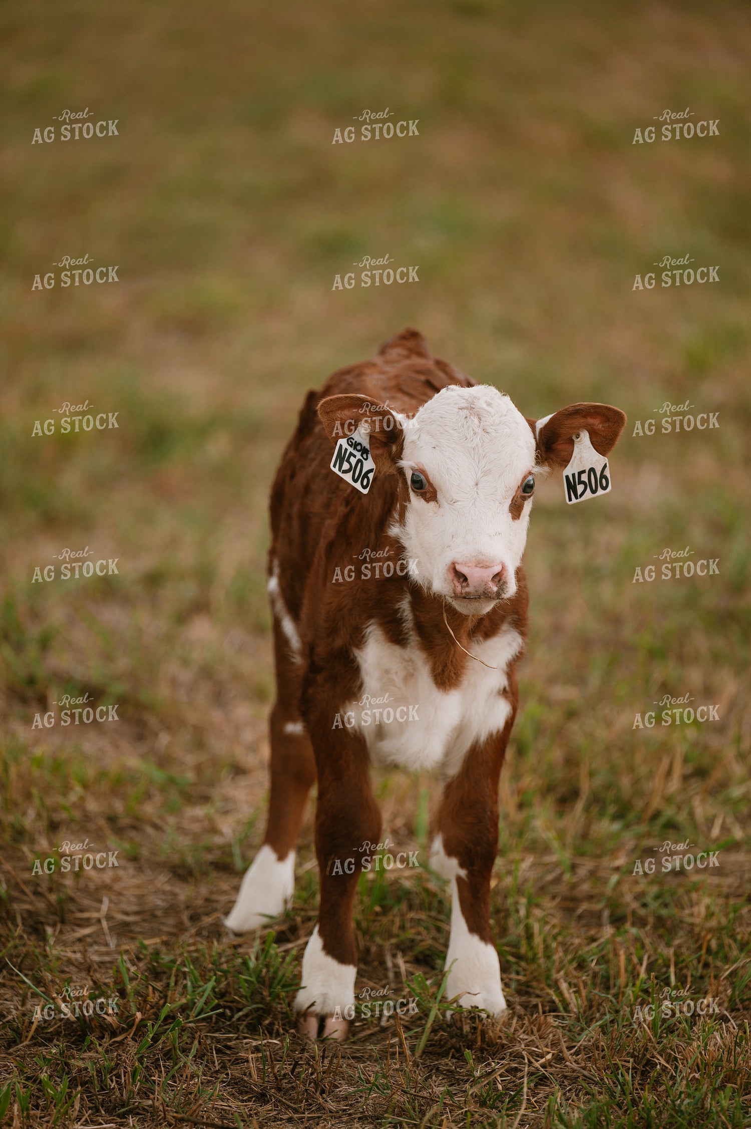 Hereford Calf 125360