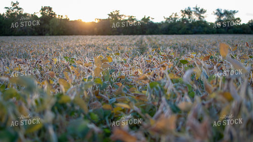 Soybean Field 50380