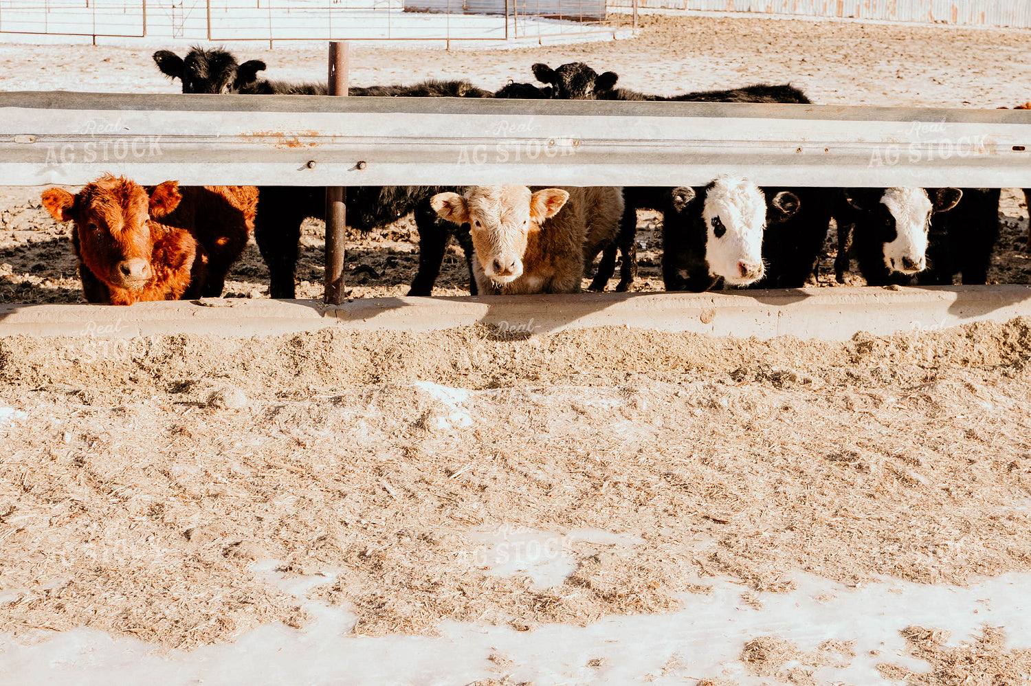 Feedlot 185002