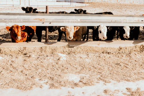Feedlot 185002