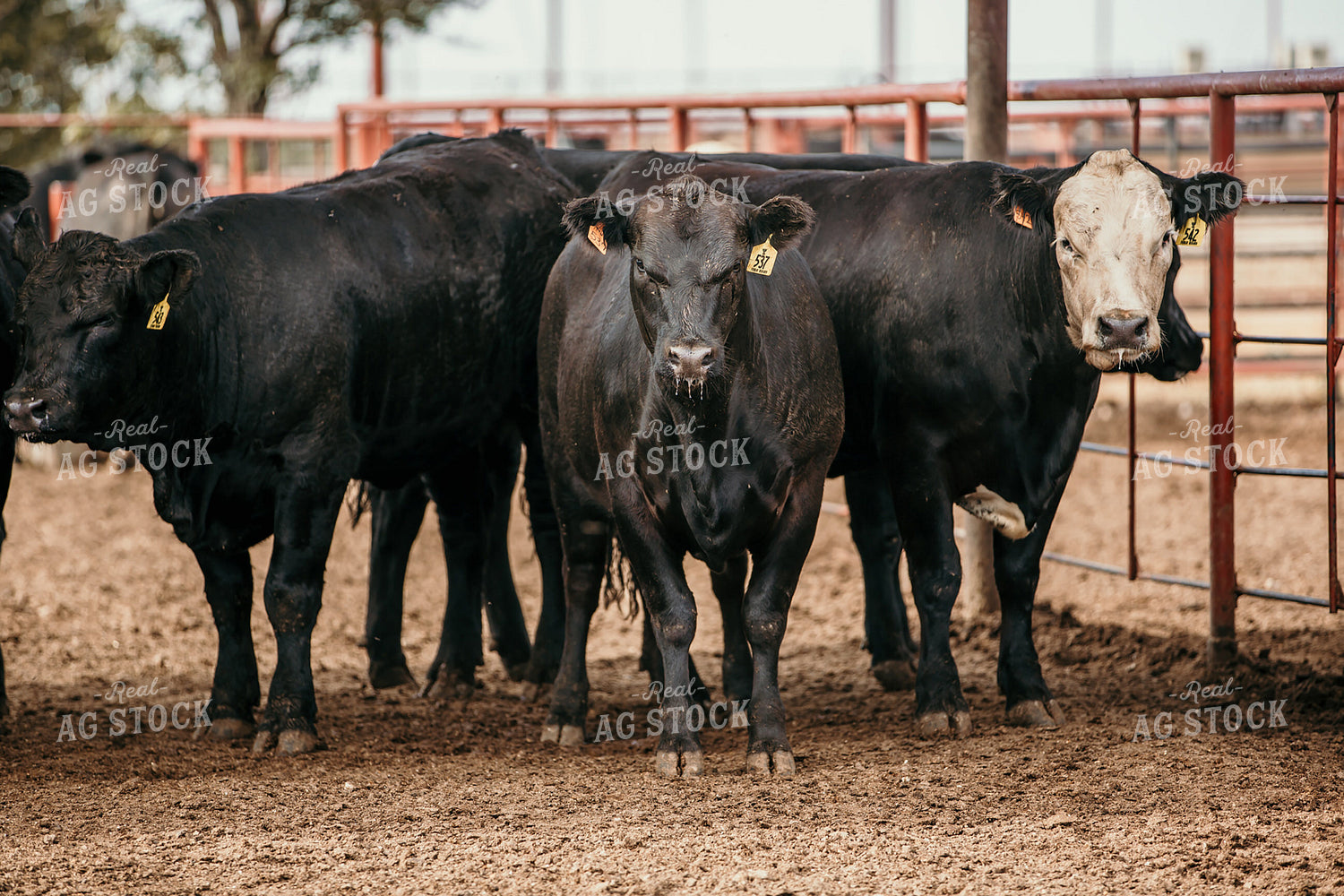 Cattle in Farmyard 98022