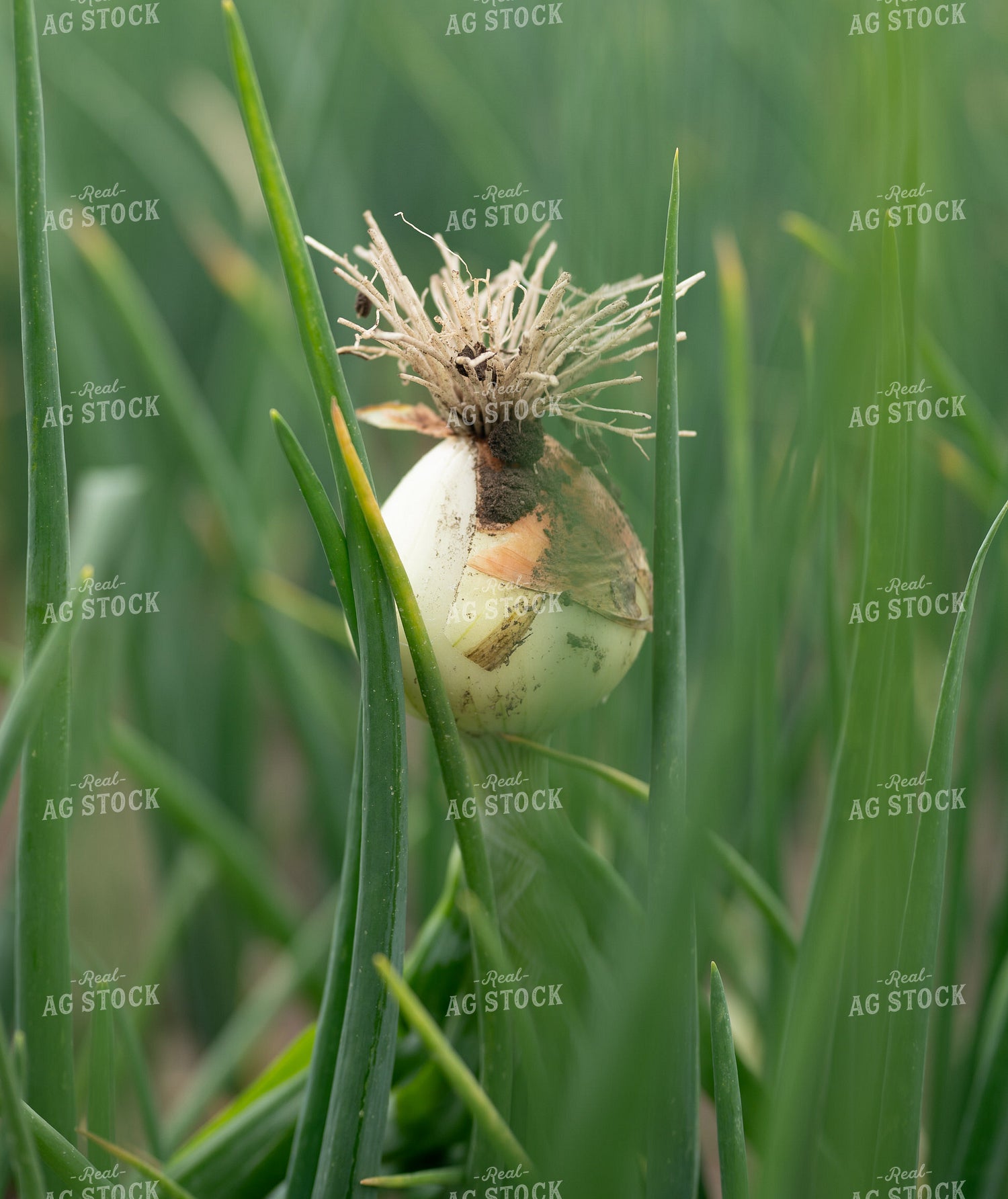 Onion in Field 185154
