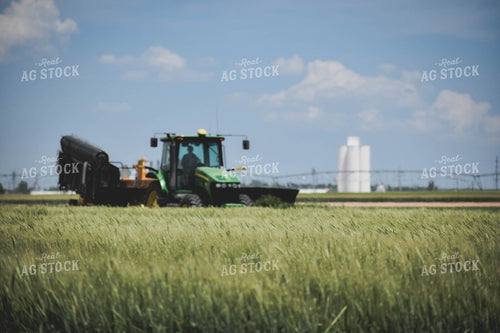 Cutting Wheat 56107