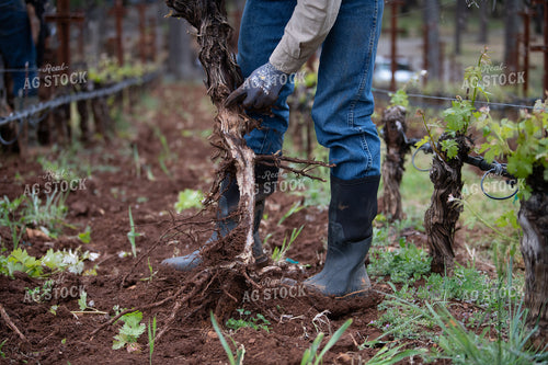 Uprooting Plant in Vineyard 107046