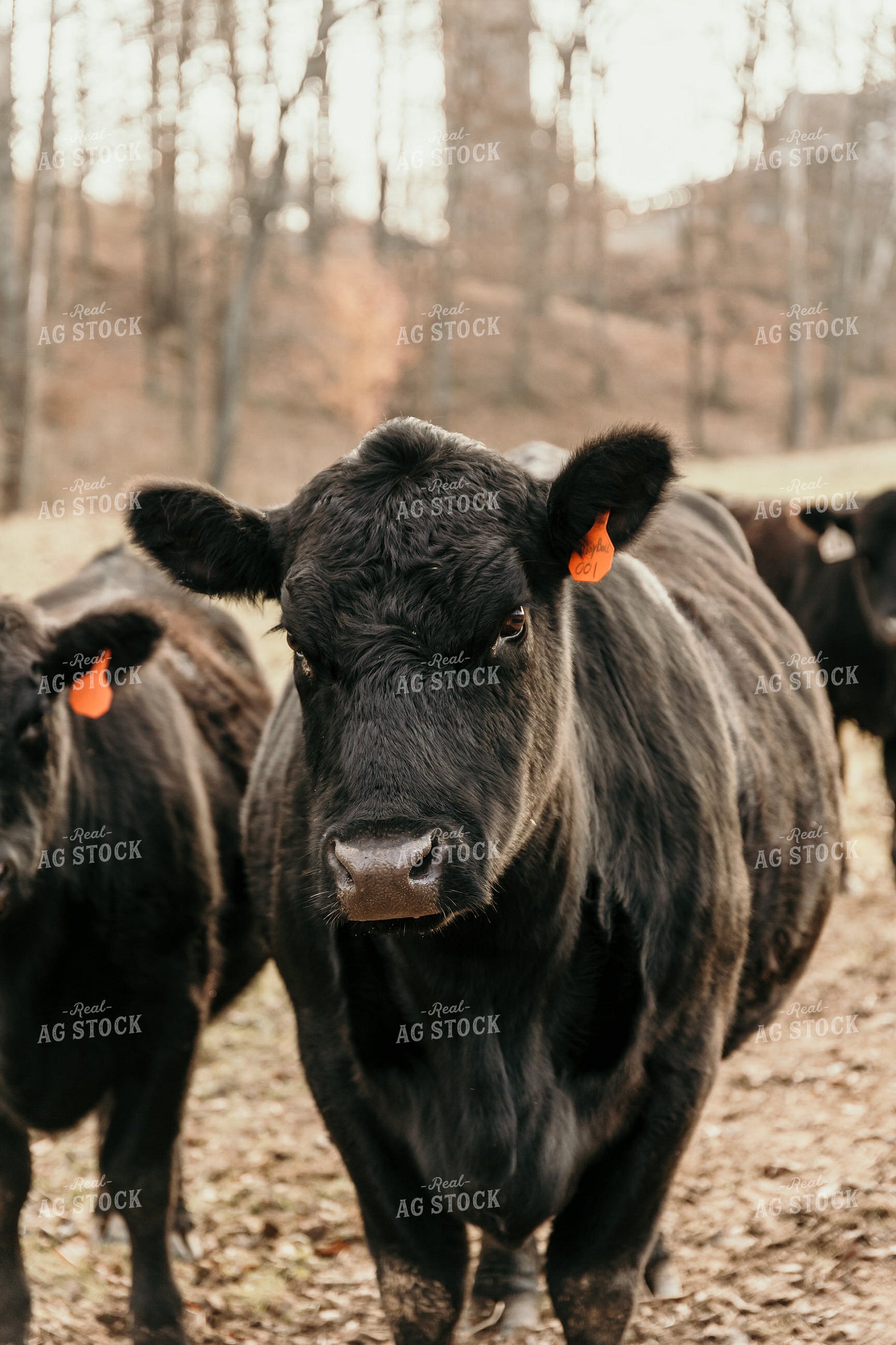 Angus Cattle on Pasture 52283