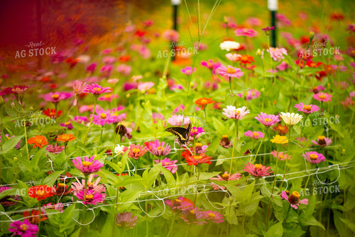Butterfly on Zinnias 136273