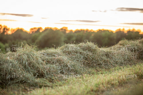 Cut Hay 270116